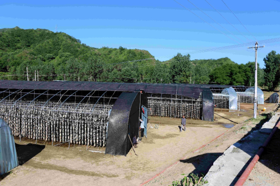 金融街集團結對幫扶的城南莊鎮(zhèn)大岸底村木耳產業(yè)項目基地